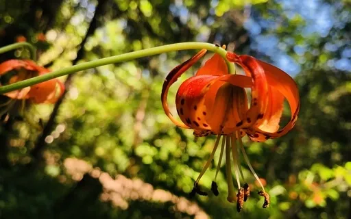 Drum Journey Guided Meditation