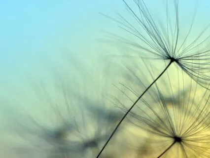 Drunvalo Melchizedek' Message