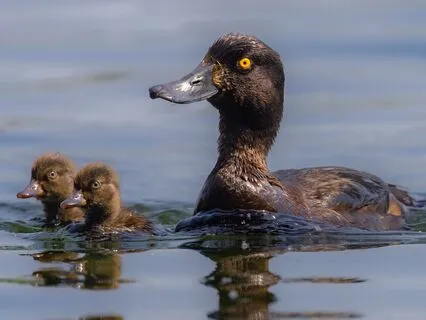 Duck In The Rain Energy - Let It Go