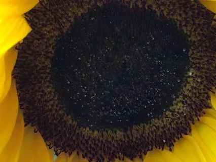 Nature Sounds: Ducklings And Ducks