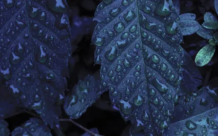 Duerme Rápido con Sonidos de Lluvia y Ritmos Binaurales
