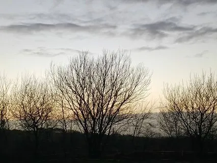 Dusk Chorus In Early Spring In Ireland