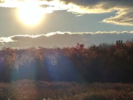 Dusk Chorus Soundscape For Relaxation