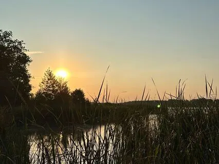 Dusk Chorus Soundscape For Sleep