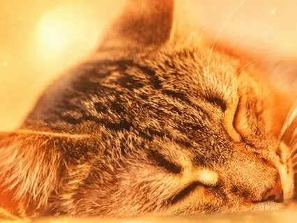 Dusk To Dawn: All Night Music, Sleep Whilst You Sleep