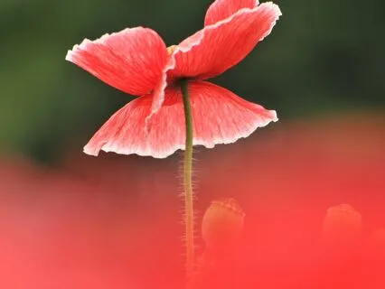 Dwell In The Present