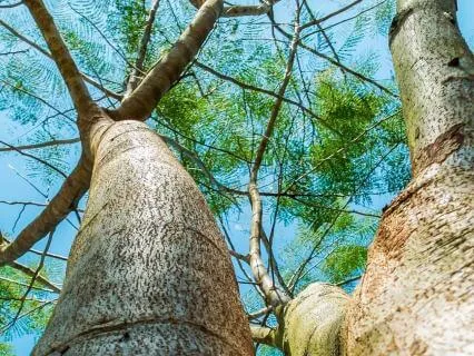 Dwelling Beneath The Open Sky: A Sukkot Meditation