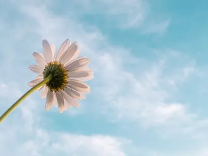 Dying And Rising Anew