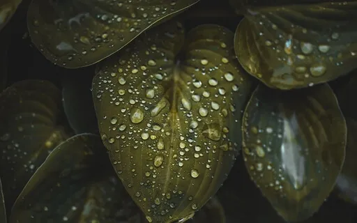 Дыхательная Медитация Для Здоровья Легких