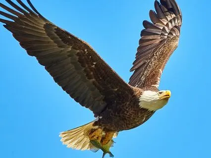 Eagle Higher Vision Spirit Animal Activation Meditation