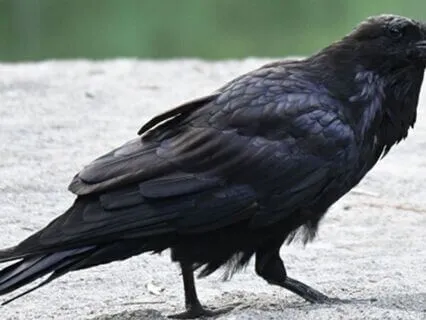 Eagle Mountain Parts Check-in