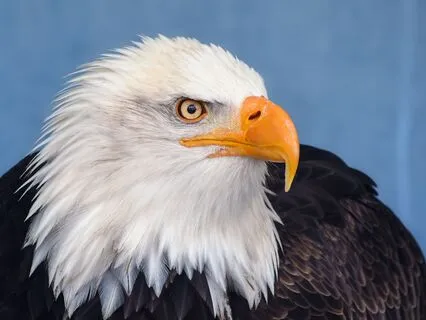 Eagle Spirit Shamanic Journey