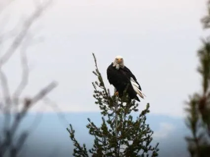 Eagle Totem: Shamanic Meditation To Let Go & Rise