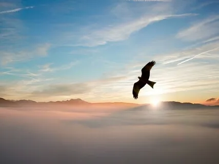 Eagle's Flight