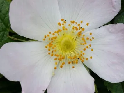 Ear Massage To Stimulate Vagus Nerve