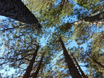 Early Afternoon Quiet, Subtle Nature Sounds