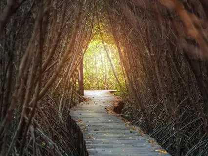 Early Dreams And Memories Awaken The Soul