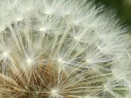 Early Eyes By Isabella Fiske McFarlin