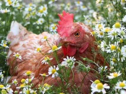 Early Morning Barn Chores Ambience