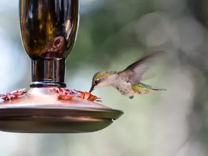 Early Morning Birdsong