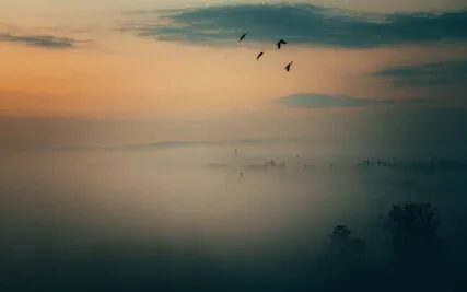 Early Morning Wake Up: With The Birds