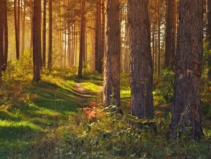 Early Morning Woodland Bird Song