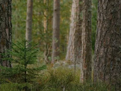Early Spring-Energy Forest Bath