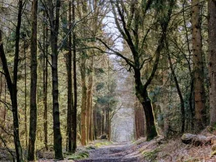 Early Spring-Energy Forest Bath