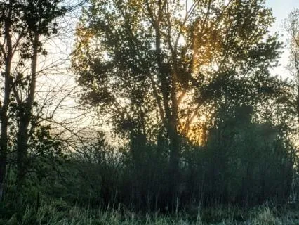Early Stillness