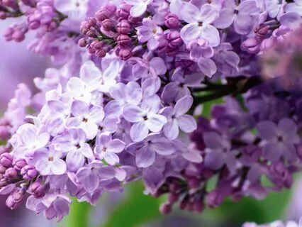 Early Summer Yoga Nidra