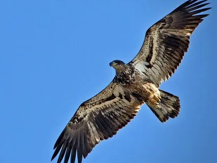 Earth, Air, Water, Fire, Spirit: Sacred Meditation