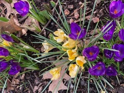 Earth Blessing Breath