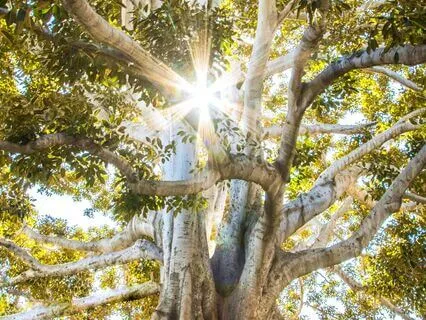 Earth Day Meditation: Honoring Mother Earth