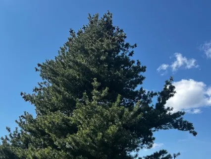 Earth Day Tea Special