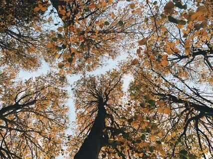 Earth Drummer - A Poem for Nature