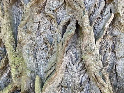 Earth Element: Establishing Your Roots