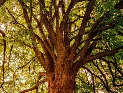 Earth Element Meditation For Grounding And Strength