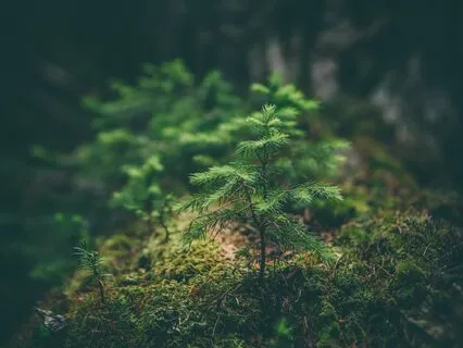 Earth Element Meditation For Grounding