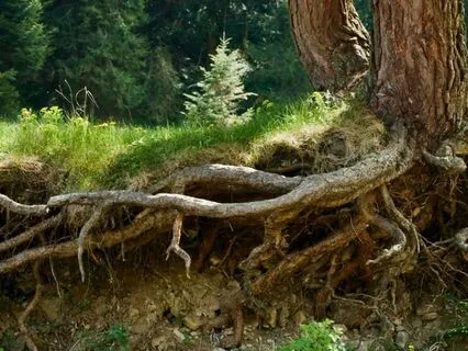 Elemental Connection - Earth Element