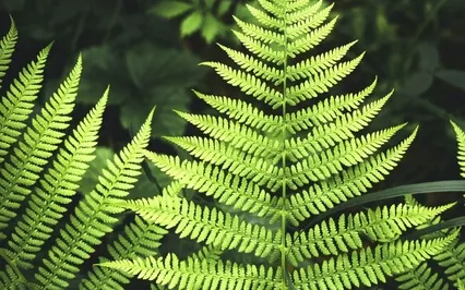 Earth Energy And Lovingkindness