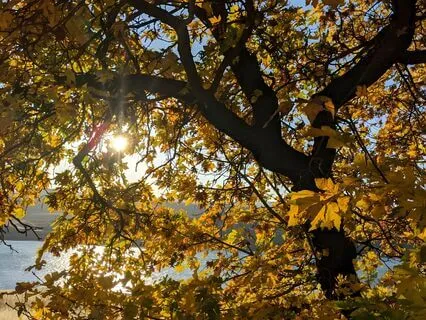 Earth Energy & Chakra Rebalancing