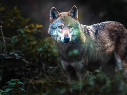 Earth Energy: Meditation for Healing