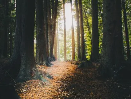 Earth Energy Meditation