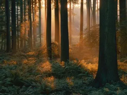 Earth & Ether - A Journey Into Stillness