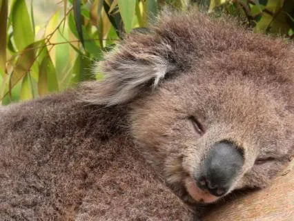 Earth For Self-Love: Drift Into Sleep