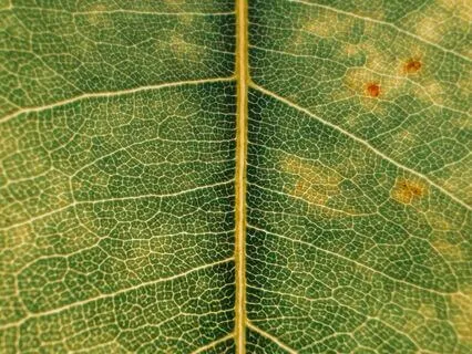 Earth Frequency - Meditation Music For Deep Relaxation