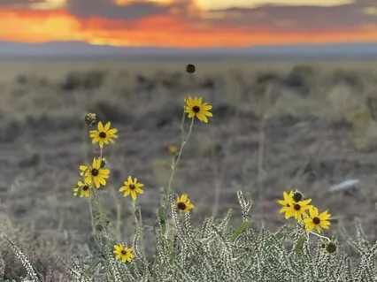 Earth Grounding Breath Meditation