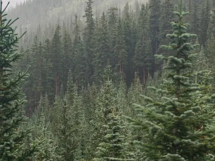 Earth Grounding Practice