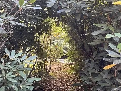 Earth Healing Mountain Journey