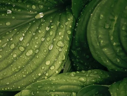 Earth Healing Sounds (Extended Version)